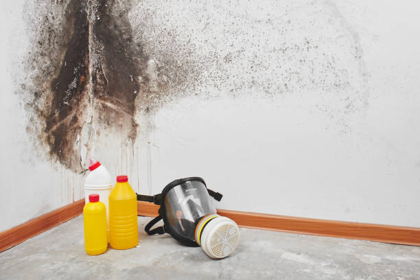 Best Localized Mold Remediation (e.g., coastal areas, humid climates) in Ocala Estates, FL