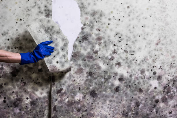 Best Bathroom Mold Remediation in Ocala Estates, FL